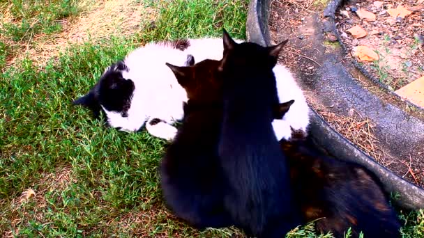 Schwarze und weiße Katze füttert drei Kätzchen — Stockvideo