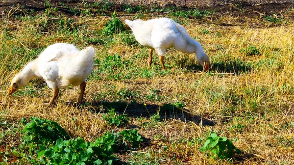 Gęsi Białe Pasą Się Otwartej Przestrzeni Trawie — Zdjęcie stockowe