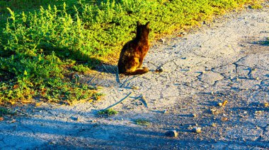 Kara kedi sabahları sırtı dönük bir şekilde at arabasında oturur.