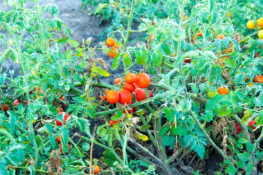 Sapında ve bahçesinde olgun kiraz domatesleri