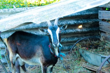 Kara boynuzlu keçi Tahta bir gölgeliğin altında