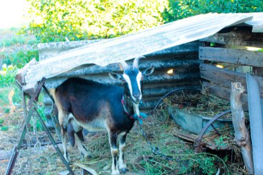 Kara boynuzlu keçi Tahta bir gölgeliğin altında
