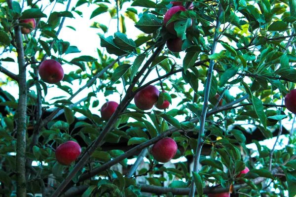 Maçãs Vermelhas Maduras Galho Árvore Jardim — Fotografia de Stock