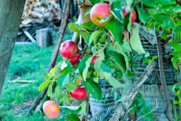 庭の木の枝に赤いリンゴを熟す — ストック写真
