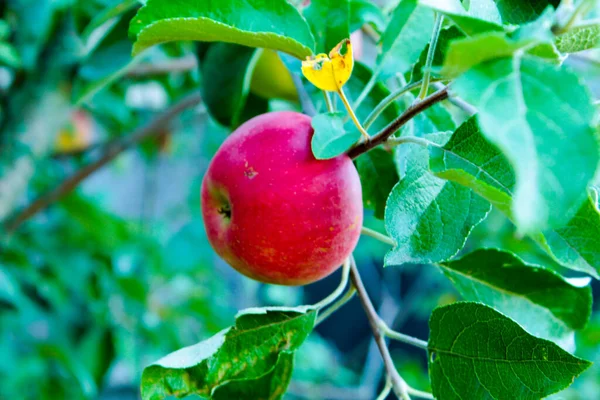庭の木の枝に赤いリンゴを熟す — ストック写真