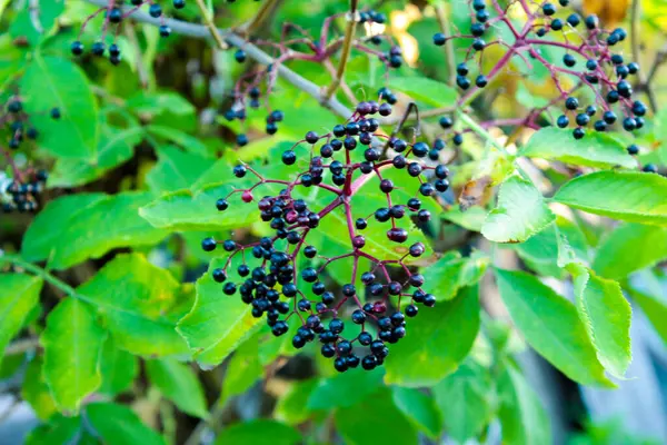 Ripe elderberries on an elderberry tree branch