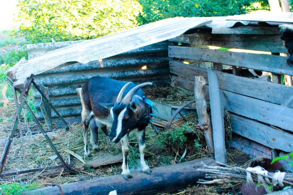 Black Horned Goat Slate Canopy — Stock Photo, Image
