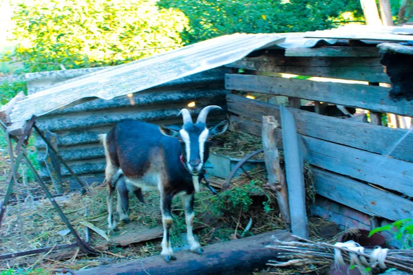 Black Horned Goat Slate Canopy — Stock Photo, Image