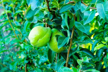 Kışın yeşil armutlar bahçedeki bir ağaç dalına asılır.