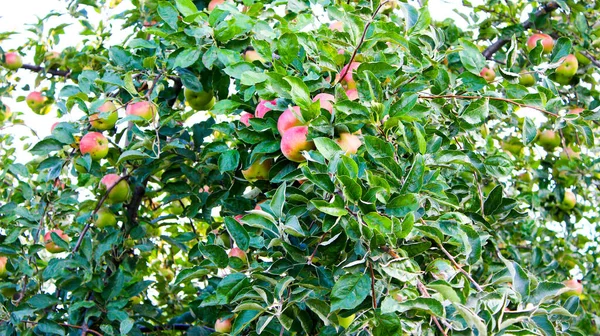 Jabłka Dojrzewają Ogrodzie Cioci Zoe Gałązki Dojrzałych Jabłek — Zdjęcie stockowe
