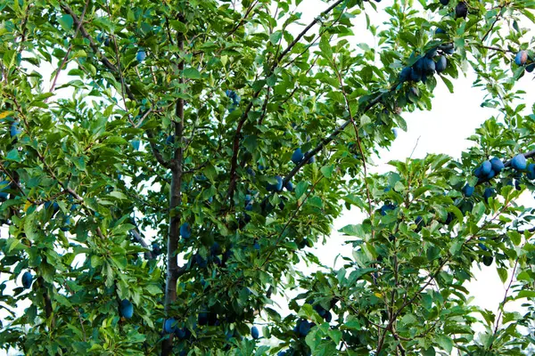梅はゾーイおばさんの庭 熟した梅の枝で熟しました — ストック写真