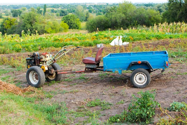 Technológia Csodája Egy Hátramaradt Traktor Pótkocsival Burgonya Exportálásához Ágyból Stock Kép