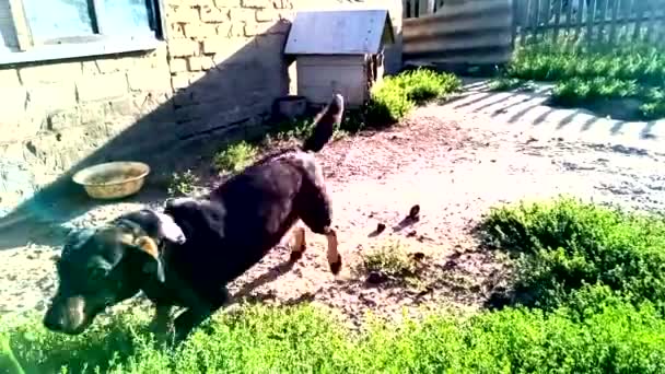 Reunião alegre de um animal em uma coleira e o proprietário — Vídeo de Stock