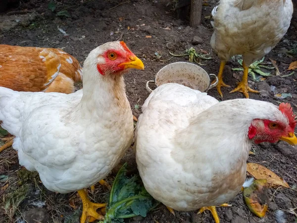 Tuin Komen Grote Tamme Kippen Buurt — Stockfoto