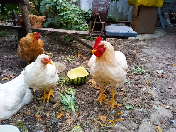 Halaman Ayam Jinak Besar Datang Dekat — Stok Foto