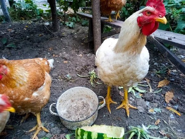 Halaman Ayam Jinak Besar Datang Dekat — Stok Foto