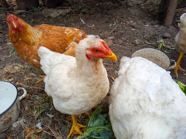 Yard Large Tame Chickens Come Close — Stock Photo, Image