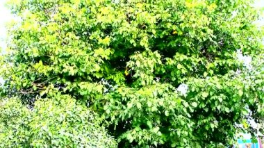 Rüzgar büyük bir ceviz ağacını sallıyor.