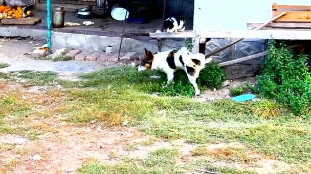 Dwa kundle na podwórku biegają bez smyczy. — Wideo stockowe