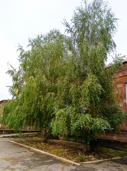 Zwei Birken Wachsen Der Nähe Des Gebäudes Auf Einem Blumenbeet — Stockfoto