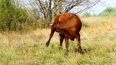 Kızıl İnek otlakta duruyor
