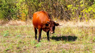 Kızıl İnek otlakta duruyor