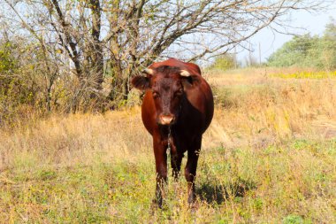 Kızıl İnek otlakta duruyor