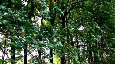 Rüzgar orman kuşağındaki meşe ağaçlarını sallıyor.