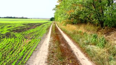 Orman kuşağının yakınındaki toprak yol ve ekilmiş buğday tarlası.