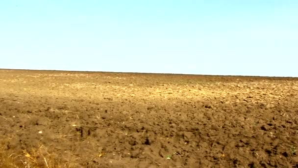 Campo fluido cerca del cinturón forestal — Vídeos de Stock