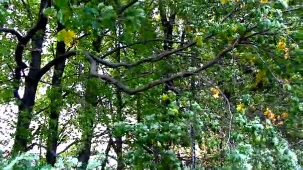 Вітер пливе дубами в лісовому поясі — стокове відео