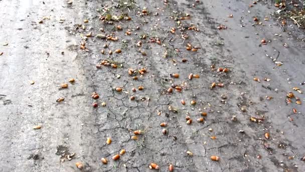 Дубові жолуді лежать розкидані по дорозі — стокове відео
