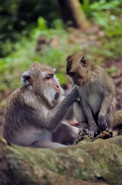 Dlouhoocasé Makaky Macaca Fascicularis Lese Obraz Zachycen Selektivním Zaměřením Opice — Stock fotografie