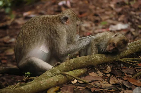 Hosszú Farkú Makákók Macaca Fascicularis Erdőben Képet Szelektív Fókuszban Rögzítik — Stock Fotó