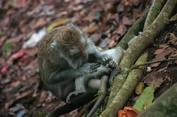 Hosszú Farkú Makákók Macaca Fascicularis Erdőben Képet Szelektív Fókuszban Rögzítik — Stock Fotó