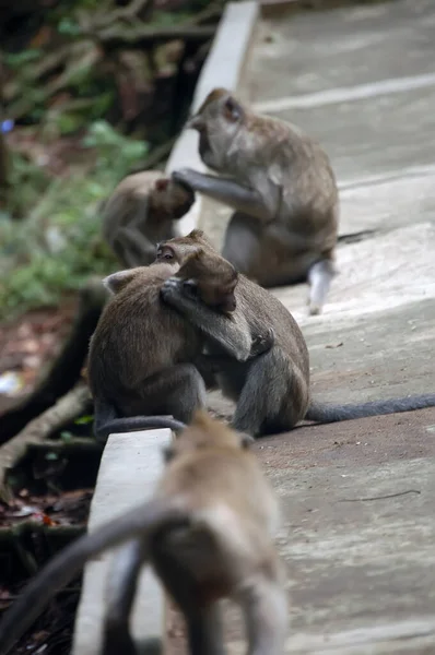 Длиннохвостые Макаки Macaca Fascicularis Лесу Изображение Получено Избирательным Фокусом Обезьяны — стоковое фото