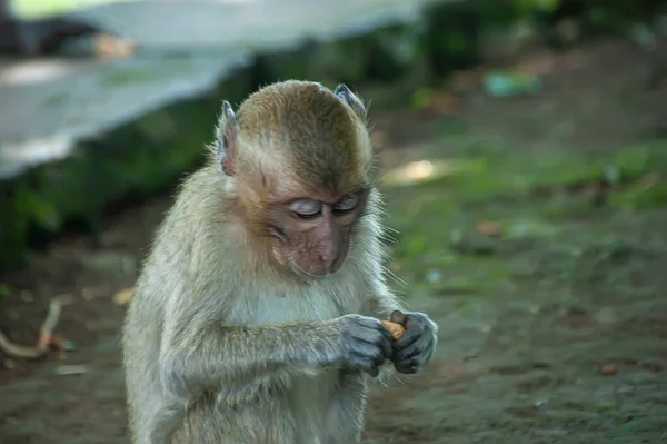 Длиннохвостые Макаки Macaca Fascicularis Лесу Изображение Получено Избирательным Фокусом Обезьяна — стоковое фото