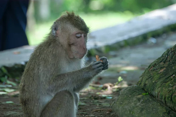 Длиннохвостые Макаки Macaca Fascicularis Лесу Изображение Получено Избирательным Фокусом Обезьяна — стоковое фото