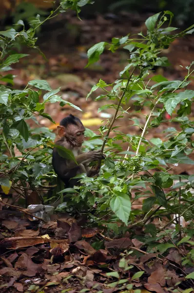 Dlouhoocasé Makaky Macaca Fascicularis Lese Obraz Zachycen Selektivním Zaměřením Opice — Stock fotografie
