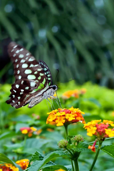 Papillon Brise Sur Feuille Matin — Photo