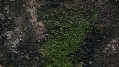 Açık gri renkli beton duvar çimento, çimento desenli sırt.