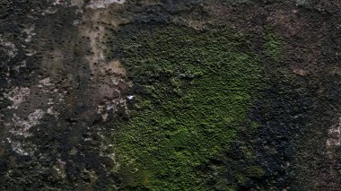 Açık gri renkli beton duvar çimento, çimento desenli sırt.