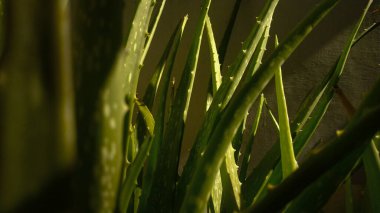 Aloe Vera kapatıyor. Aloevera bitkisi, doğal organik yenileme kozmetikleri, alternatif tıp. Cilt bakımı kavramı. 