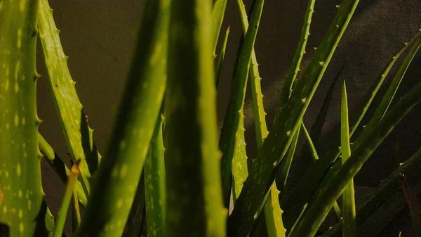 Primer Plano Aloe Vera Planta Aloevera Cosméticos Naturales Renovación Orgánica — Foto de Stock