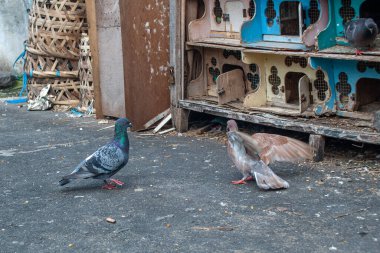 Güvercin, insanlara binlerce yıl yakın yaşayan bir kuştur. Tüm dünyada 300 'den fazla farklı güvercin türü bulunur..