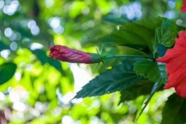 Kırmızı amber çiçeği yakın plan. Kırmızı amber çiçeği detayı. Kıbrıs Rum Kesimi 'nin Akdeniz adasındaki amberçiçeği rosa-sinensis çalısı üzerinde büyüyen bir Hibiscus çiçeğinin yakın çekimi.