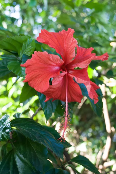 Red hibiscus flower close-up. Red hibiscus flower detail. Close-up of an Hibiscus flower growing on a hibiscus rosa-sinensis shrub on the Mediterranean island of Cyprus.