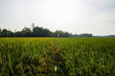 Öğleden sonra yumuşak pirinç tohumları, geniş yeşil pirinç tarlası, öğleden sonra güneşi.