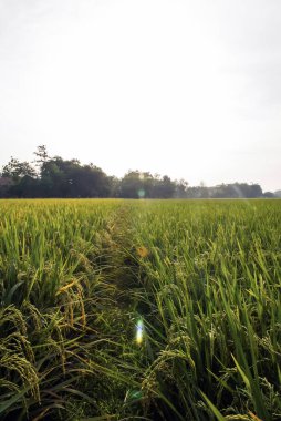 Öğleden sonra yumuşak pirinç tohumları, geniş yeşil pirinç tarlası, öğleden sonra güneşi.