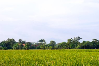 Öğleden sonra yumuşak pirinç tohumları, geniş yeşil pirinç tarlası, öğleden sonra güneşi.